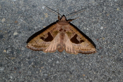 Phlogophora periculosa