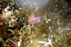 Flabellina