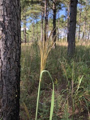 Saccharum brevibarbe