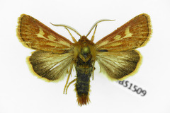 Cerapteryx graminis