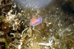 Flabellina