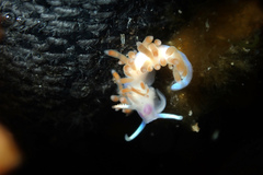 Coryphellina poenicia