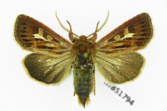 Cerapteryx graminis