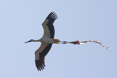 Ciconia ciconia
