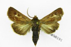 Cerapteryx graminis