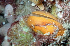 Cancellothyris hedleyi