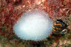 Polycitoridae
