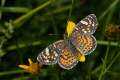 Phyciodes picta canace