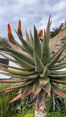 Aloe ferox