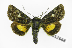 Anarta myrtilli