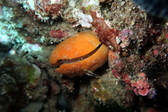 Cancellothyris hedleyi