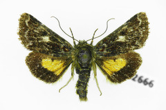 Anarta myrtilli