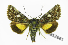 Anarta myrtilli