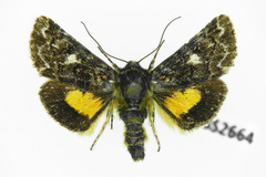 Anarta myrtilli