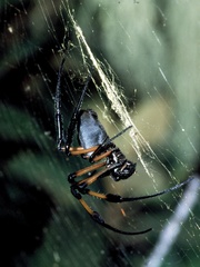 Trichonephila inaurata