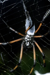 Trichonephila inaurata