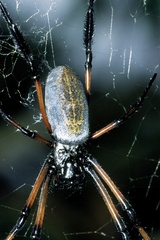 Trichonephila inaurata