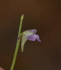 Utricularia uliginosa