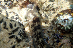 Parablennius tasmanianus