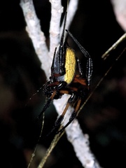 Trichonephila inaurata