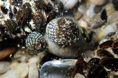 Chlorodiloma odontis