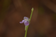 Utricularia uliginosa