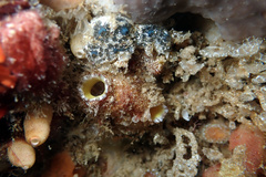 Polyclinidae
