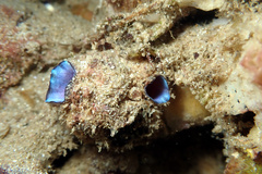 Polycarpa pigmentata