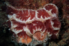 Aplidium clivosum