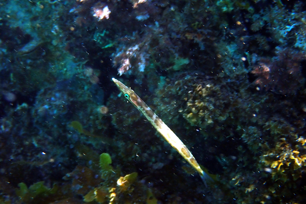 Arrow barracuda (Sphyraena novaehollandiae) — Sphyraenidae