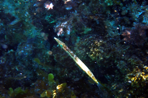 Arrow barracuda (Sphyraena novaehollandiae) — Sphyraenidae