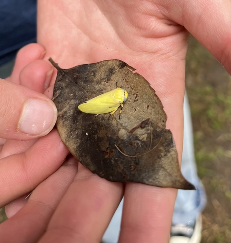 Yellow Raintree Spittlebug