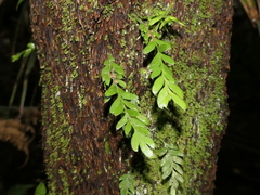 Tmesipteris lanceolata
