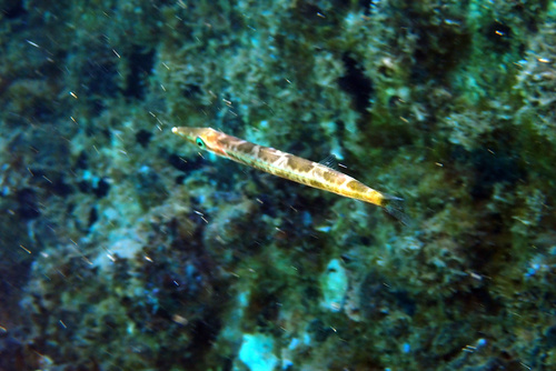 Arrow barracuda (Sphyraena novaehollandiae) — Sphyraenidae — 4