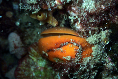Cancellothyris hedleyi