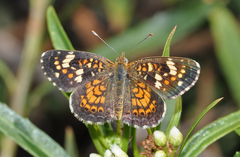 Phyciodes picta canace