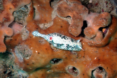 Hypselodoris saintvincentius