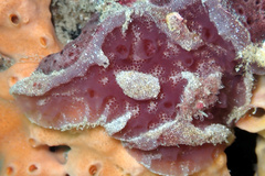 Aplidium clivosum