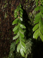 Tmesipteris lanceolata