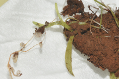 Utricularia uliginosa