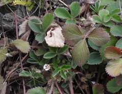 Potentilla micrantha
