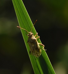 Stictopleurus punctatonervosus