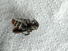 Radumeris tasmaniensis