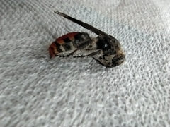 Radumeris tasmaniensis