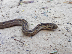 Dryophylax hypoconia