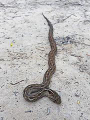 Dryophylax hypoconia