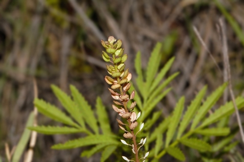 Lepidium bonariense image