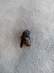 Radumeris tasmaniensis