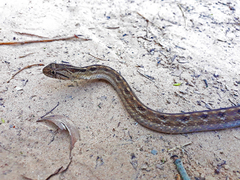 Dryophylax hypoconia