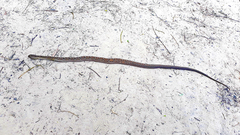 Dryophylax hypoconia